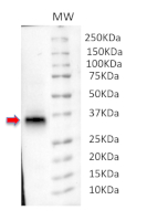 PDLP1 | Plasmodesmata-located protein 1 in the group Antibodies Plant/Algal / Arabidopsis thaliana at Agrisera AB (Antibodies for research) (AS21 4610)